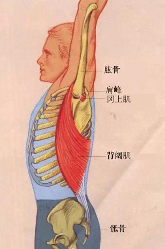 手臂一上举,肋骨就外翻,你知道是背阔肌在"作怪"吗?